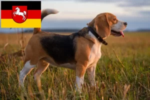 Lee más sobre el artículo Criadores de Beagle y cachorros en Baja Sajonia