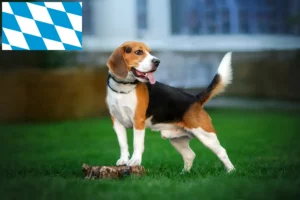 Lee más sobre el artículo Criadores de Beagle y cachorros en Baviera