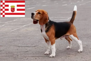 Lee más sobre el artículo Criadores de Beagle y cachorros en Bremen