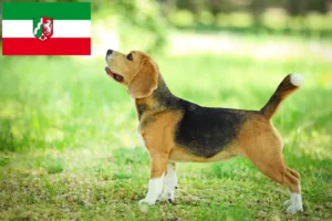 Lee más sobre el artículo Criadores de Beagle y cachorros en Renania del Norte-Westfalia