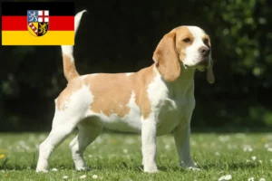 Lee más sobre el artículo Criadores de Beagle y cachorros en Sarre