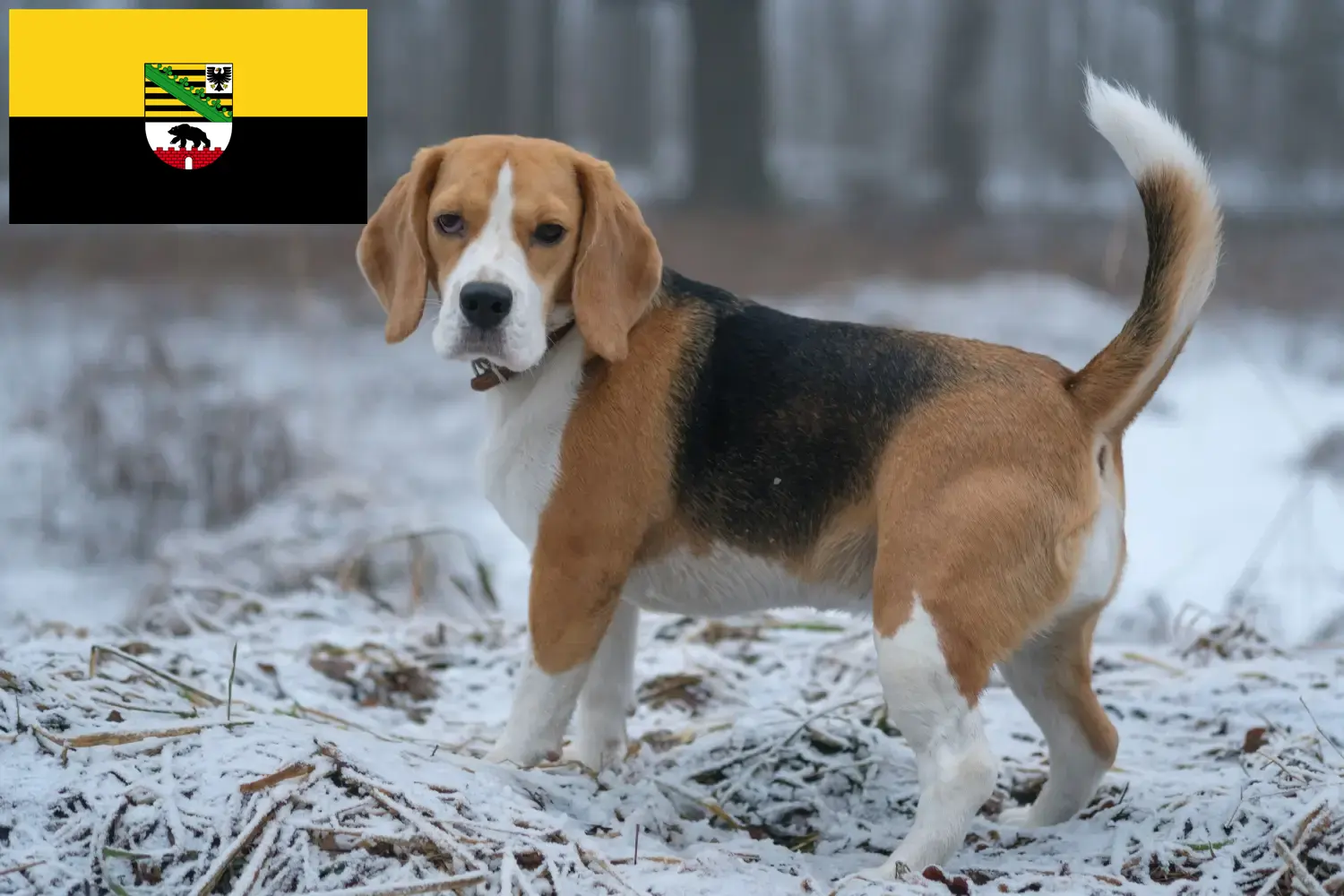 Lee más sobre el artículo Criadores de Beagle y cachorros en Sajonia-Anhalt