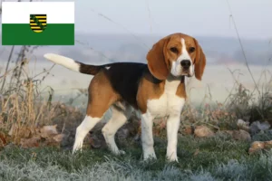 Lee más sobre el artículo Criadores de Beagle y cachorros en Sajonia