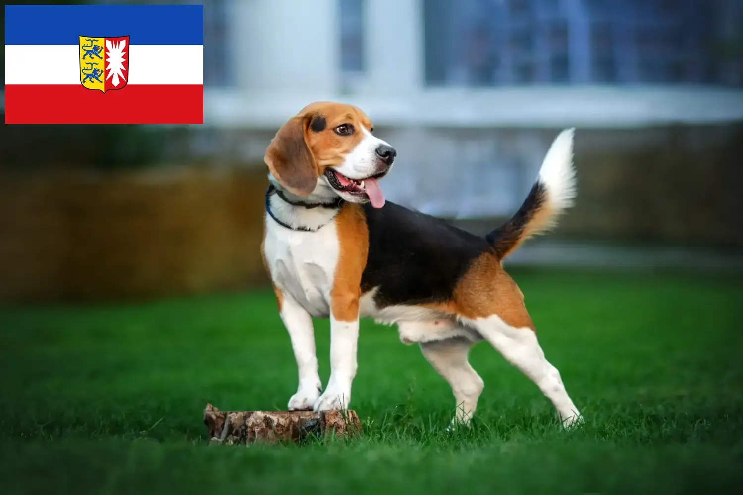 Lee más sobre el artículo Criadores de Beagle y cachorros en Schleswig-Holstein