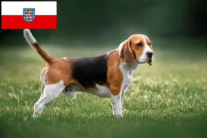 Lee más sobre el artículo Criadores de Beagle y cachorros en Turingia