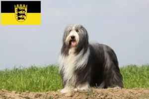 Lee más sobre el artículo Criadores de Collie Barbudo y cachorros en Baden-Württemberg