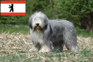 Lee más sobre el artículo Criadores de Bearded Collie y cachorros en Berlín