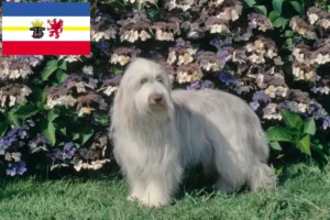 Lee más sobre el artículo Criadores de Collie Barbudo y cachorros en Mecklemburgo-Pomerania Occidental