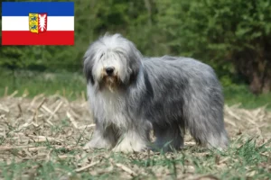 Lee más sobre el artículo Criadores de Collie Barbudo y cachorros en Schleswig-Holstein