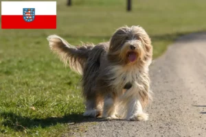 Lee más sobre el artículo Criadores de Collie Barbudo y cachorros en Turingia