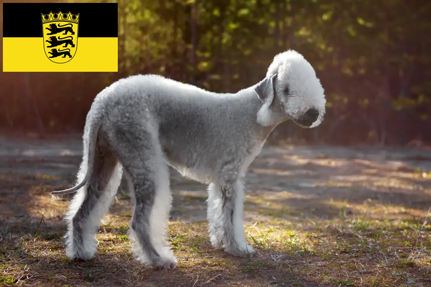 Lee más sobre el artículo Criadores de Bedlington Terrier y cachorros en Baden-Württemberg