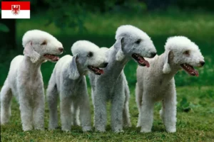 Lee más sobre el artículo Criadores de Bedlington Terrier y cachorros en Brandenburgo