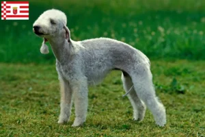 Lee más sobre el artículo Criadores de Bedlington Terrier y cachorros en Bremen