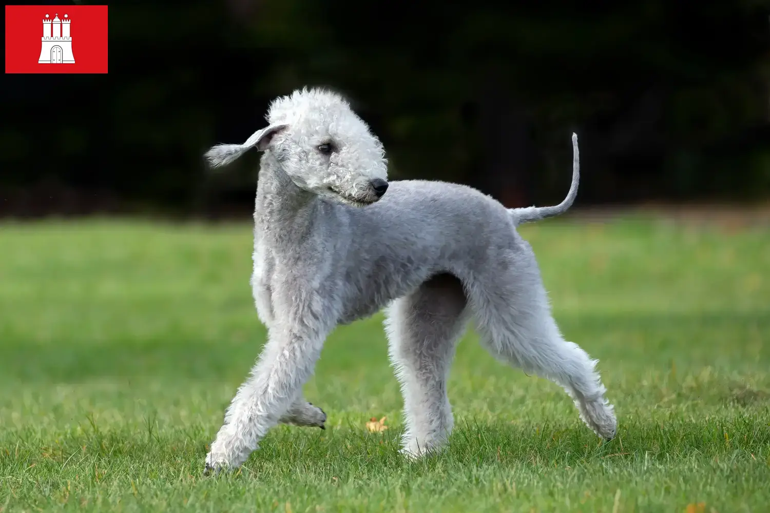 Lee más sobre el artículo Criadores de Bedlington Terrier y cachorros en Hamburgo