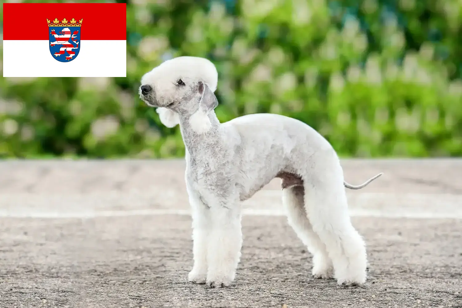 Lee más sobre el artículo Criadores de Bedlington Terrier y cachorros en Hessen