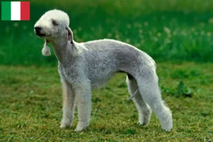 Lee más sobre el artículo Criadores y cachorros de Bedlington Terrier en Italia