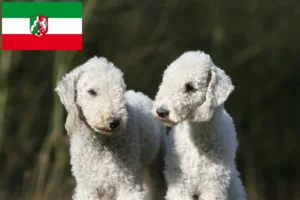 Lee más sobre el artículo Criadores de Bedlington Terrier y cachorros en Renania del Norte-Westfalia