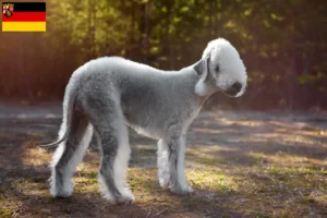 Lee más sobre el artículo Criadores de Bedlington Terrier y cachorros en Renania-Palatinado