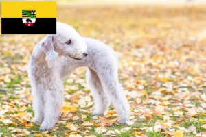 Lee más sobre el artículo Criadores y cachorros de Bedlington Terrier en Sajonia-Anhalt