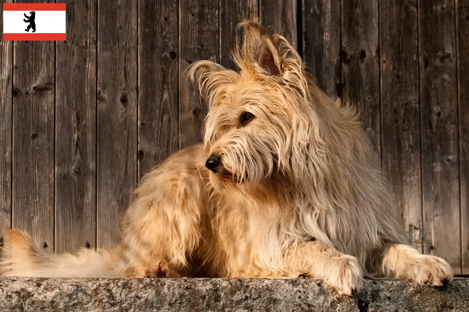 Lee más sobre el artículo Criadores y cachorros de Berger de Picardie en Berlín