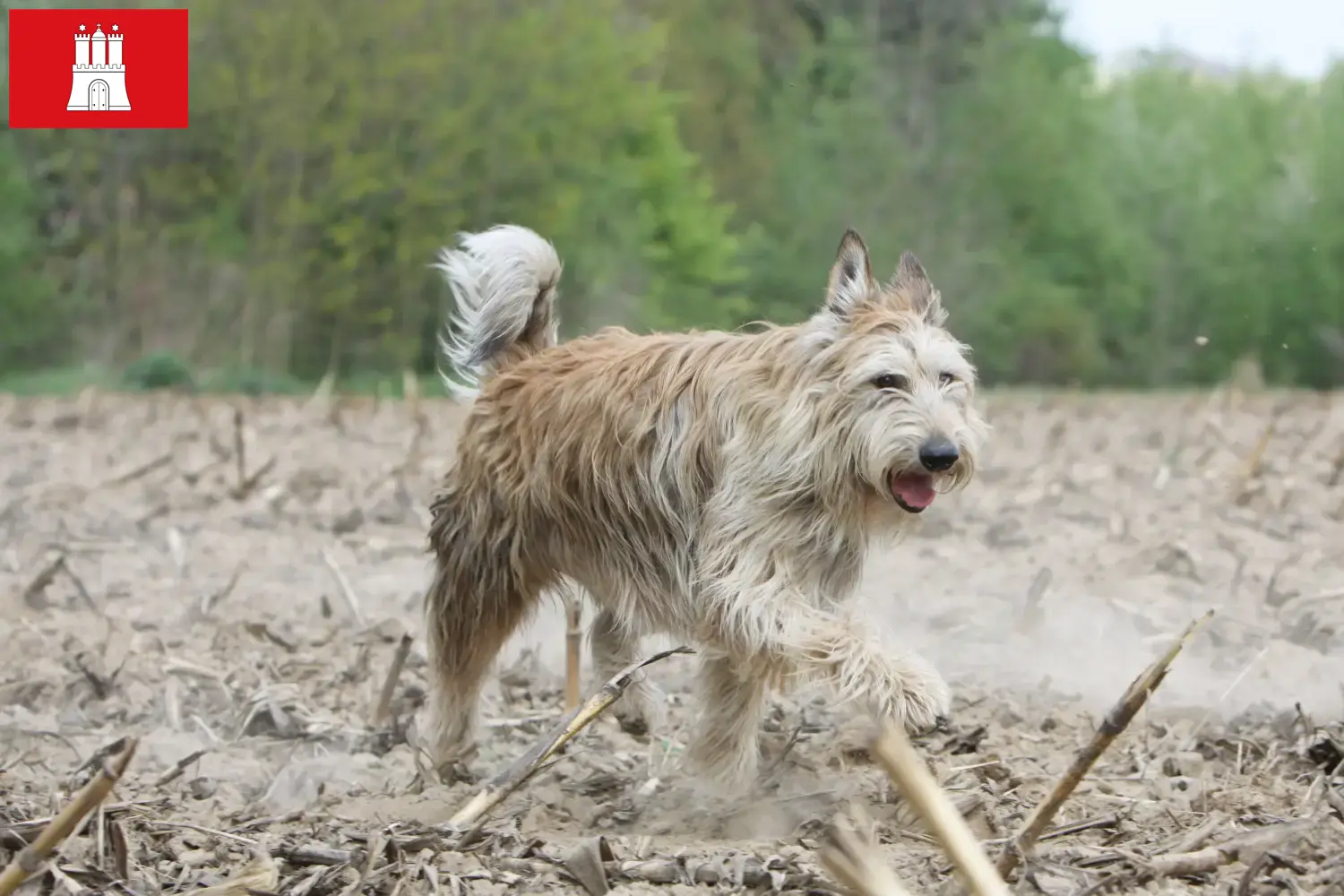 Lee más sobre el artículo Criadores y cachorros de Berger de Picardie en Hamburgo