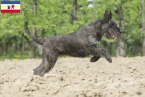 Lee más sobre el artículo Criadores y cachorros de Berger de Picardie en Mecklemburgo-Pomerania Occidental