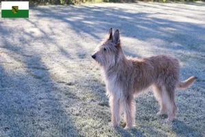 Lee más sobre el artículo Criadores y cachorros de Berger de Picardie en Sajonia