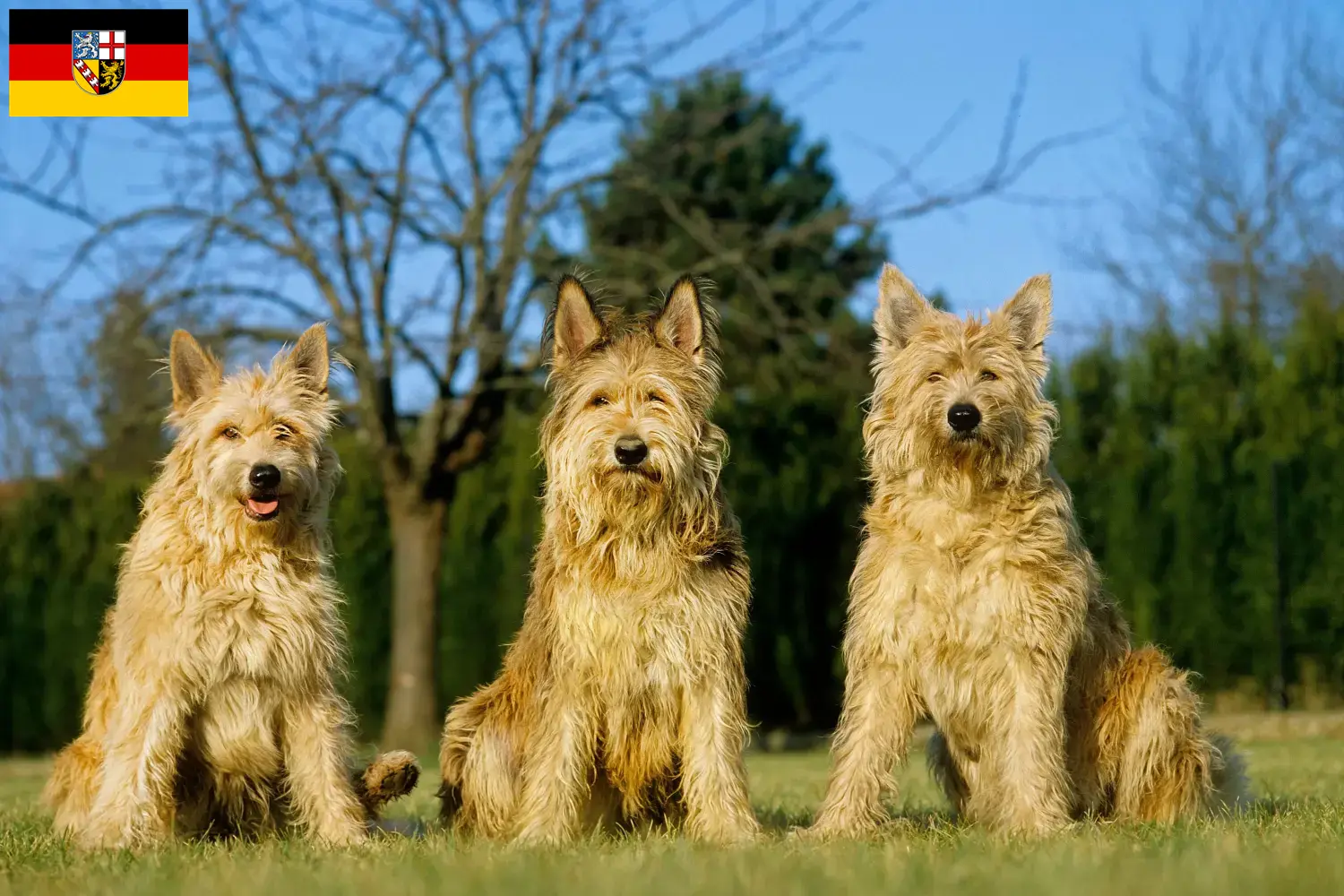 Lee más sobre el artículo Criadores y cachorros de Berger de Picardie en Sarre