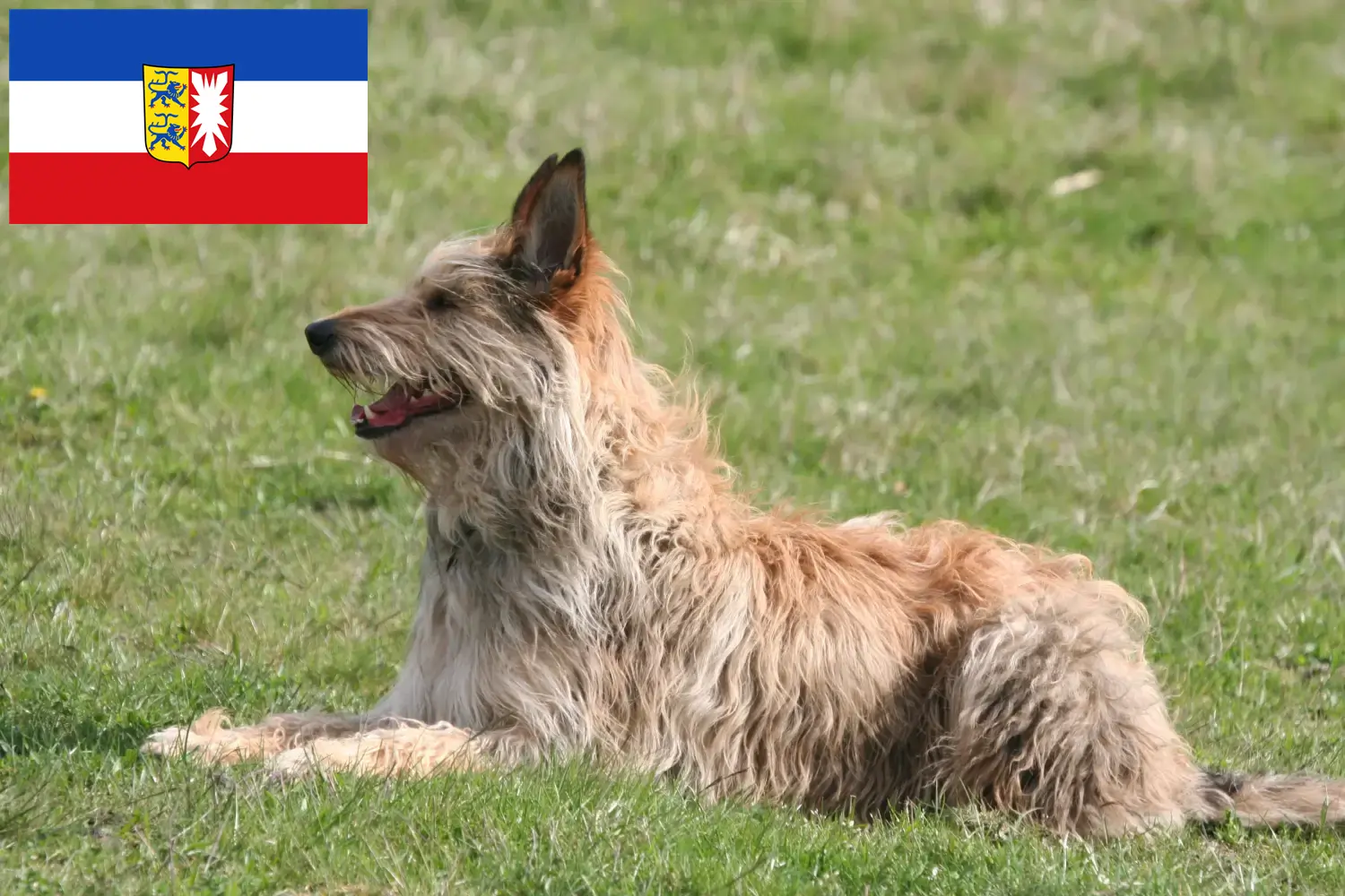 Lee más sobre el artículo Criadores y cachorros de Berger de Picardie en Schleswig-Holstein