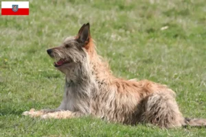 Lee más sobre el artículo Criadores y cachorros de Berger de Picardie en Turingia