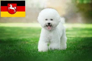 Lee más sobre el artículo Criadores de Bichon Frisé y cachorros en Baja Sajonia