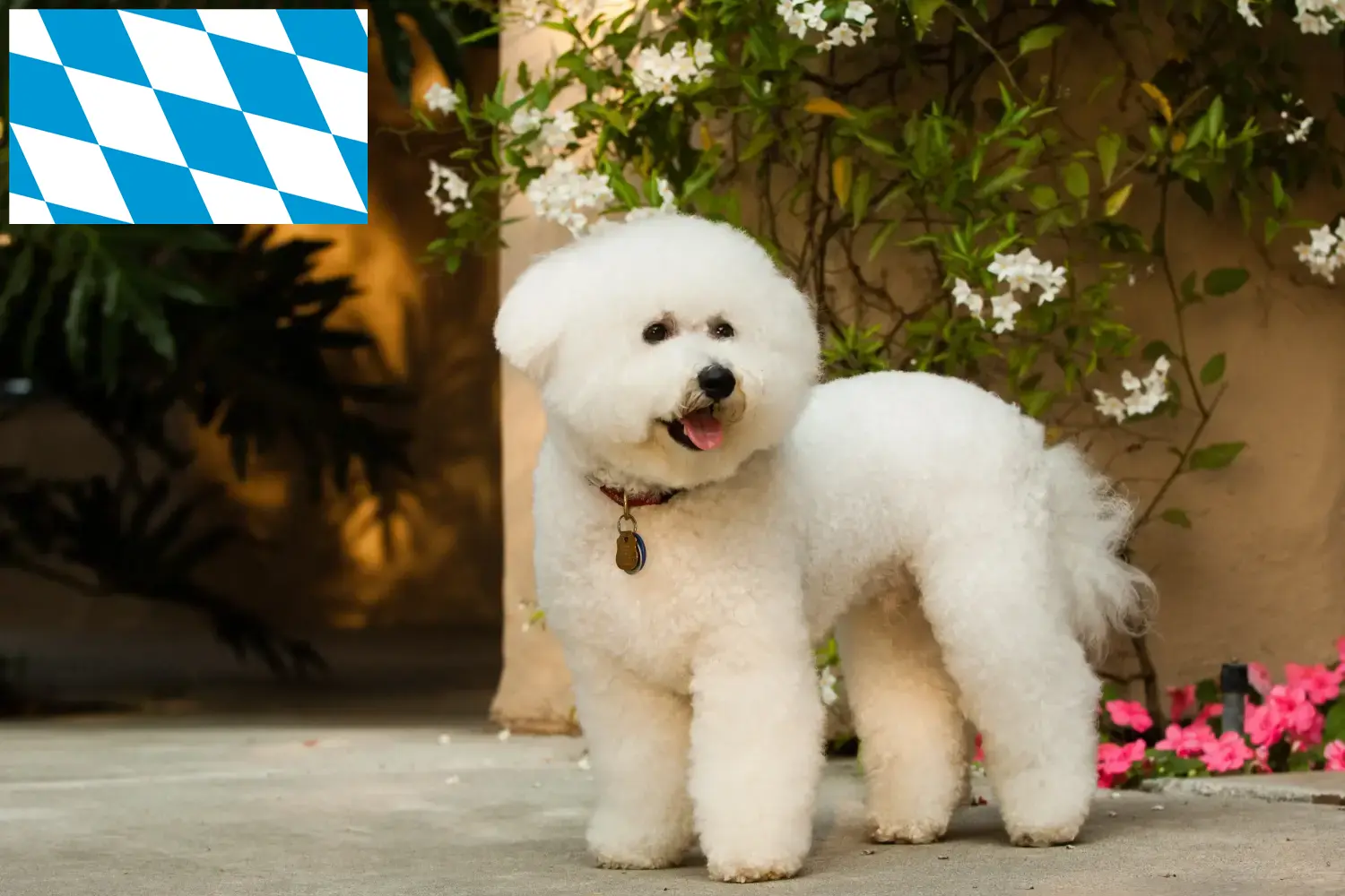 Lee más sobre el artículo Criadores y cachorros de Bichon Frisé en Baviera