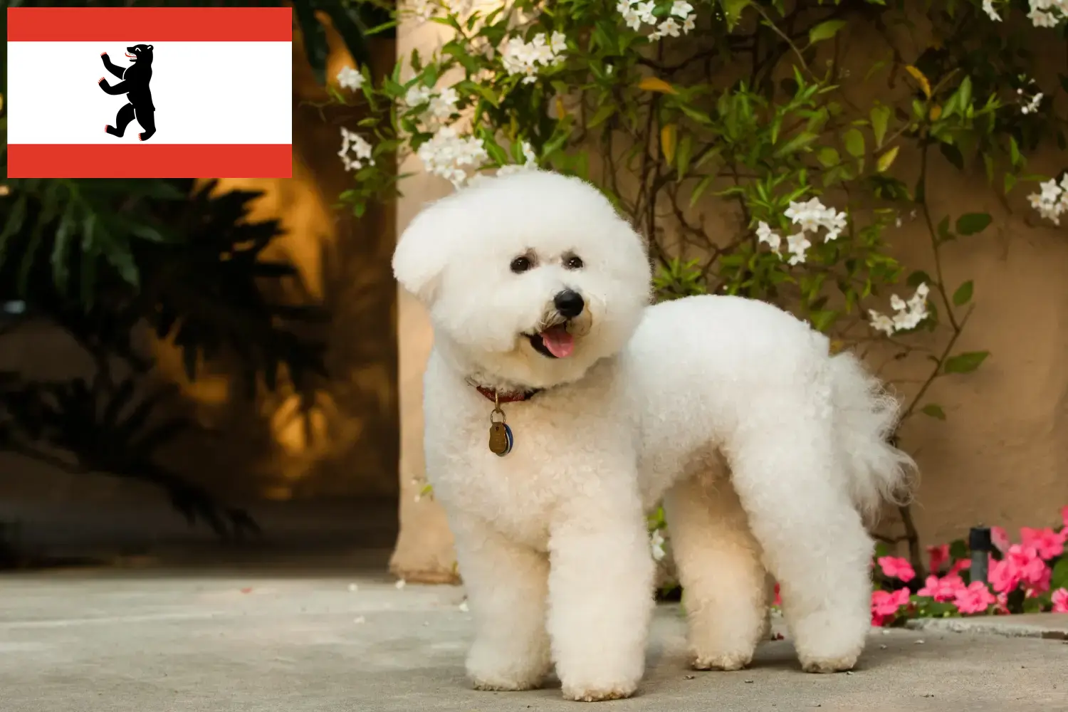 Lee más sobre el artículo Criadores de Bichon Frisé y cachorros en Berlín