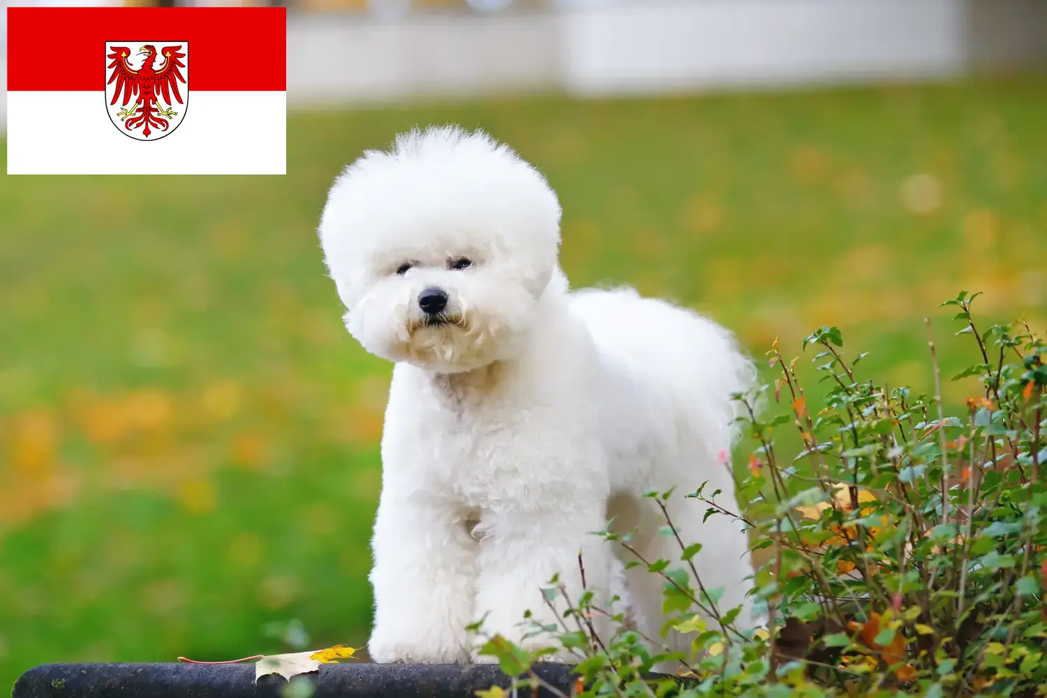 Lee más sobre el artículo Criadores de Bichon Frisé y cachorros en Brandenburgo