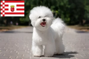 Lee más sobre el artículo Criadores de Bichon Frisé y cachorros en Bremen