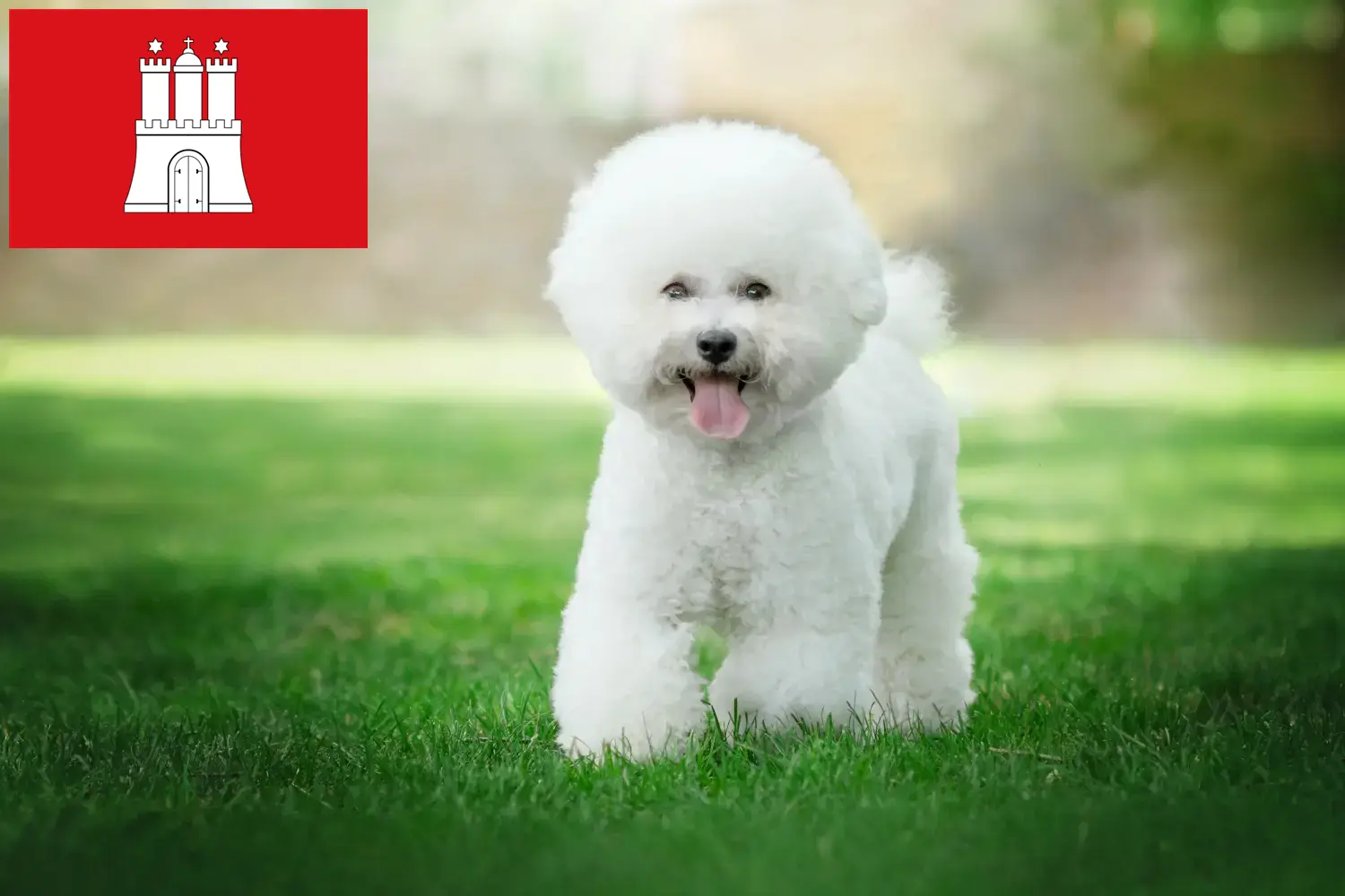 Lee más sobre el artículo Criadores de Bichon Frisé y cachorros en Hamburgo