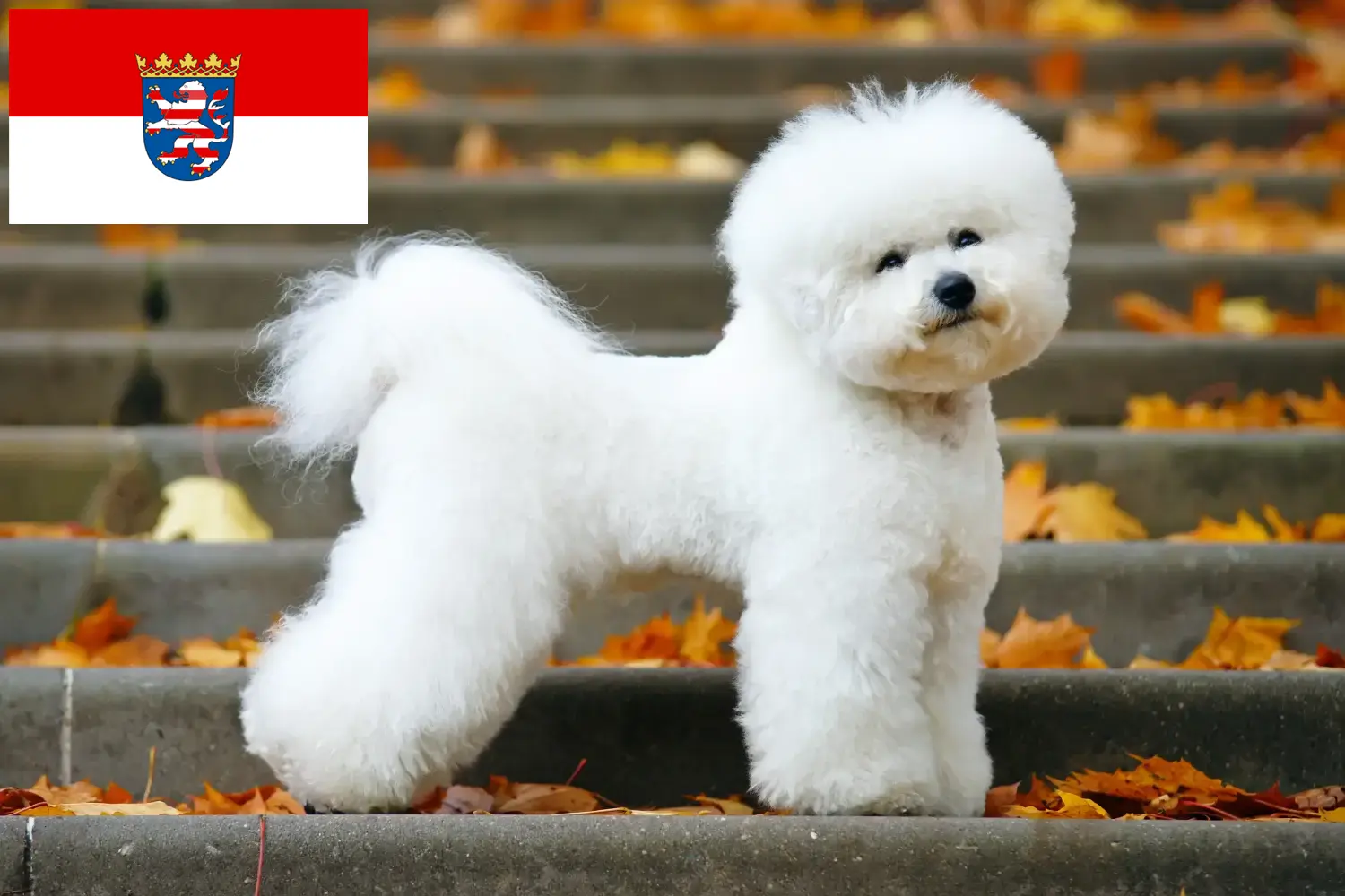 Lee más sobre el artículo Criadores de Bichon Frisé y cachorros en Hessen