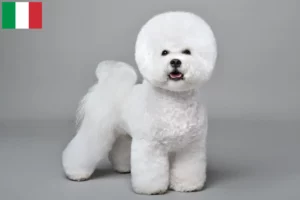 Lee más sobre el artículo Criadores y cachorros de Bichon Frisé en Italia