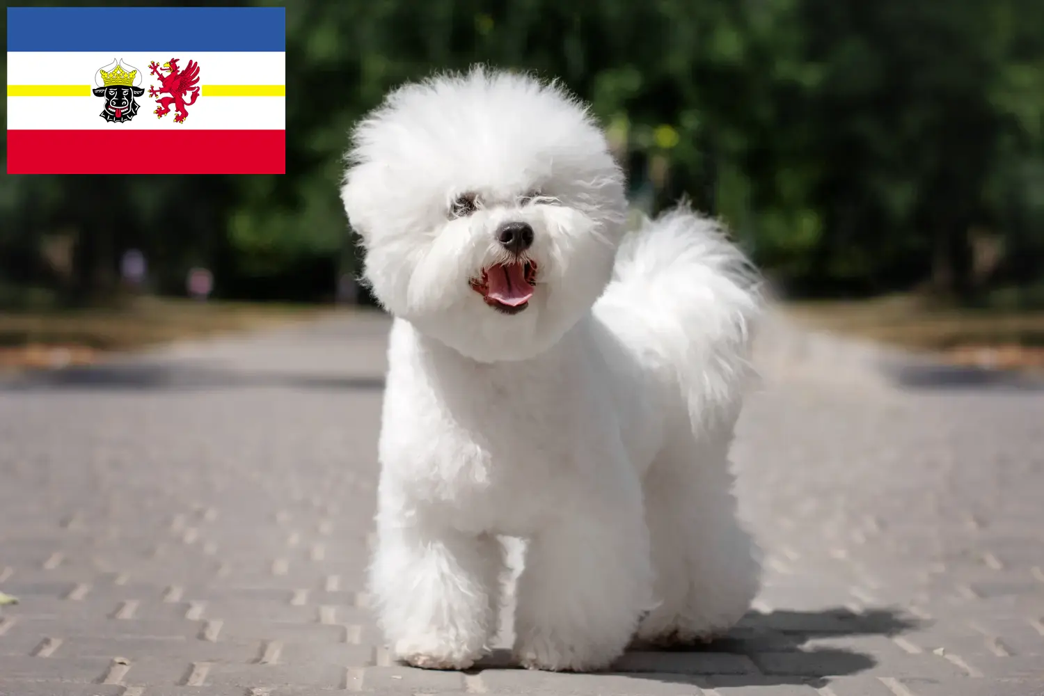 Lee más sobre el artículo Criadores de Bichon Frisé y cachorros en Mecklemburgo-Pomerania Occidental