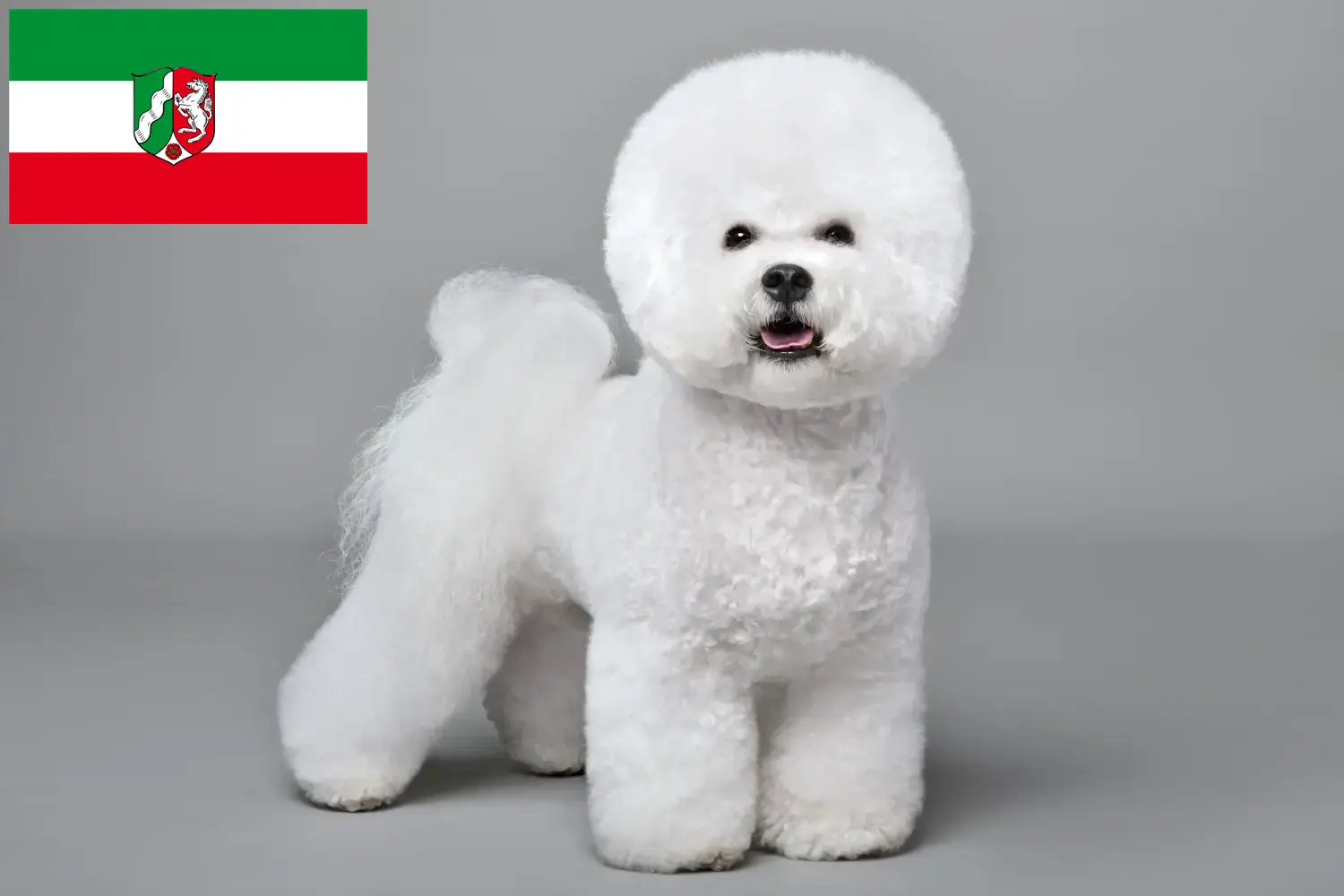 Lee más sobre el artículo Criadores de Bichon Frisé y cachorros en Renania del Norte-Westfalia