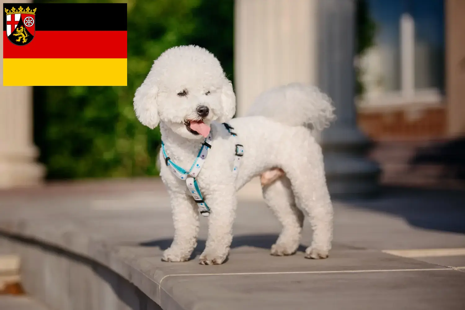 Lee más sobre el artículo Criadores de Bichon Frisé y cachorros en Renania-Palatinado