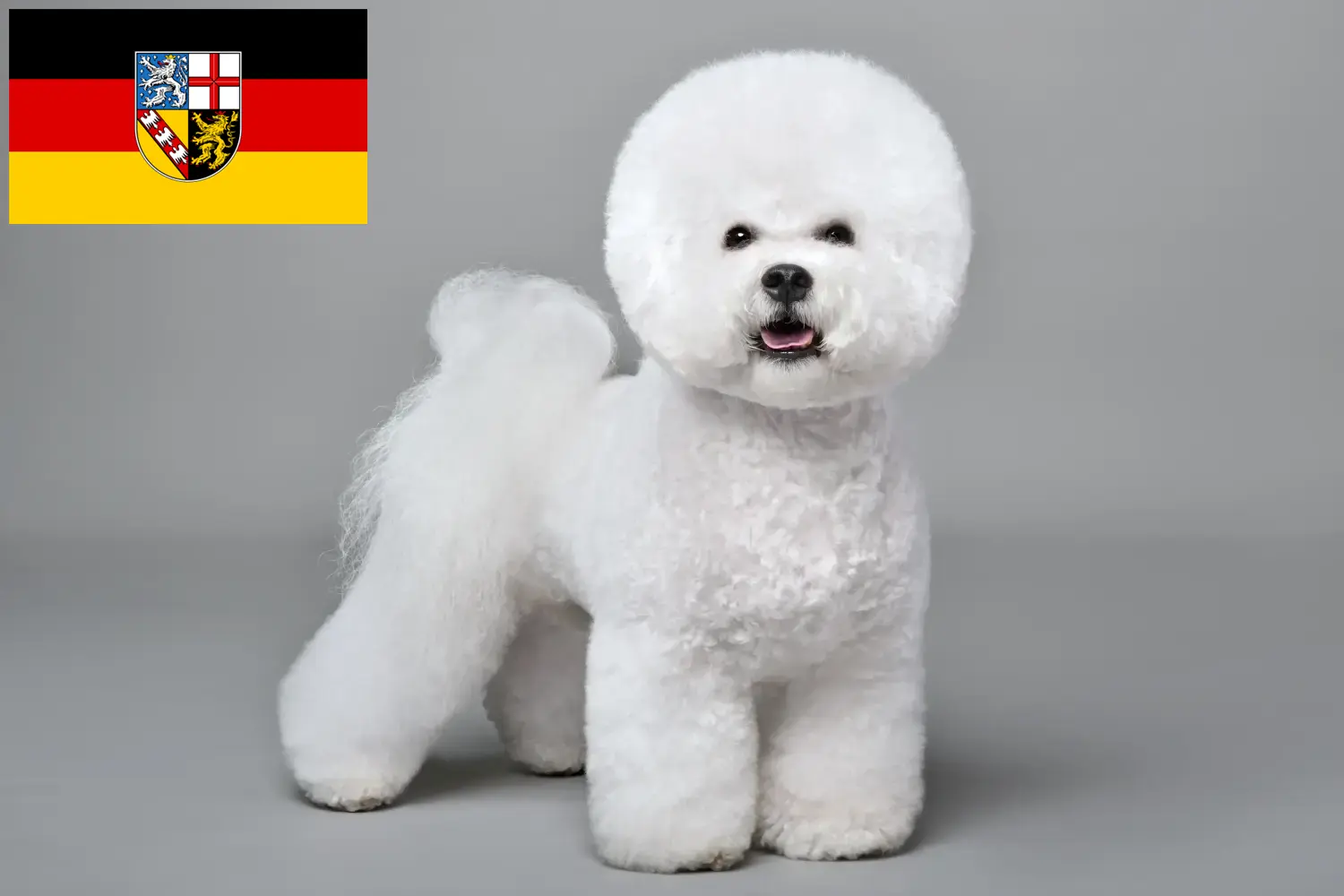 Lee más sobre el artículo Criadores de Bichon Frisé y cachorros en Sarre