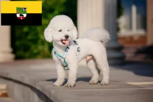 Lee más sobre el artículo Criadores de Bichon Frisé y cachorros en Sajonia-Anhalt