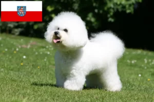 Lee más sobre el artículo Criadores de Bichon Frisé y cachorros en Turingia