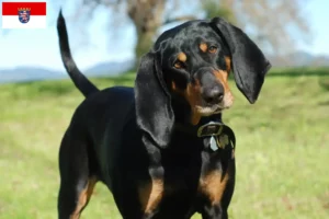 Lee más sobre el artículo Black and Tan Coonhound criadores y cachorros en Hessen