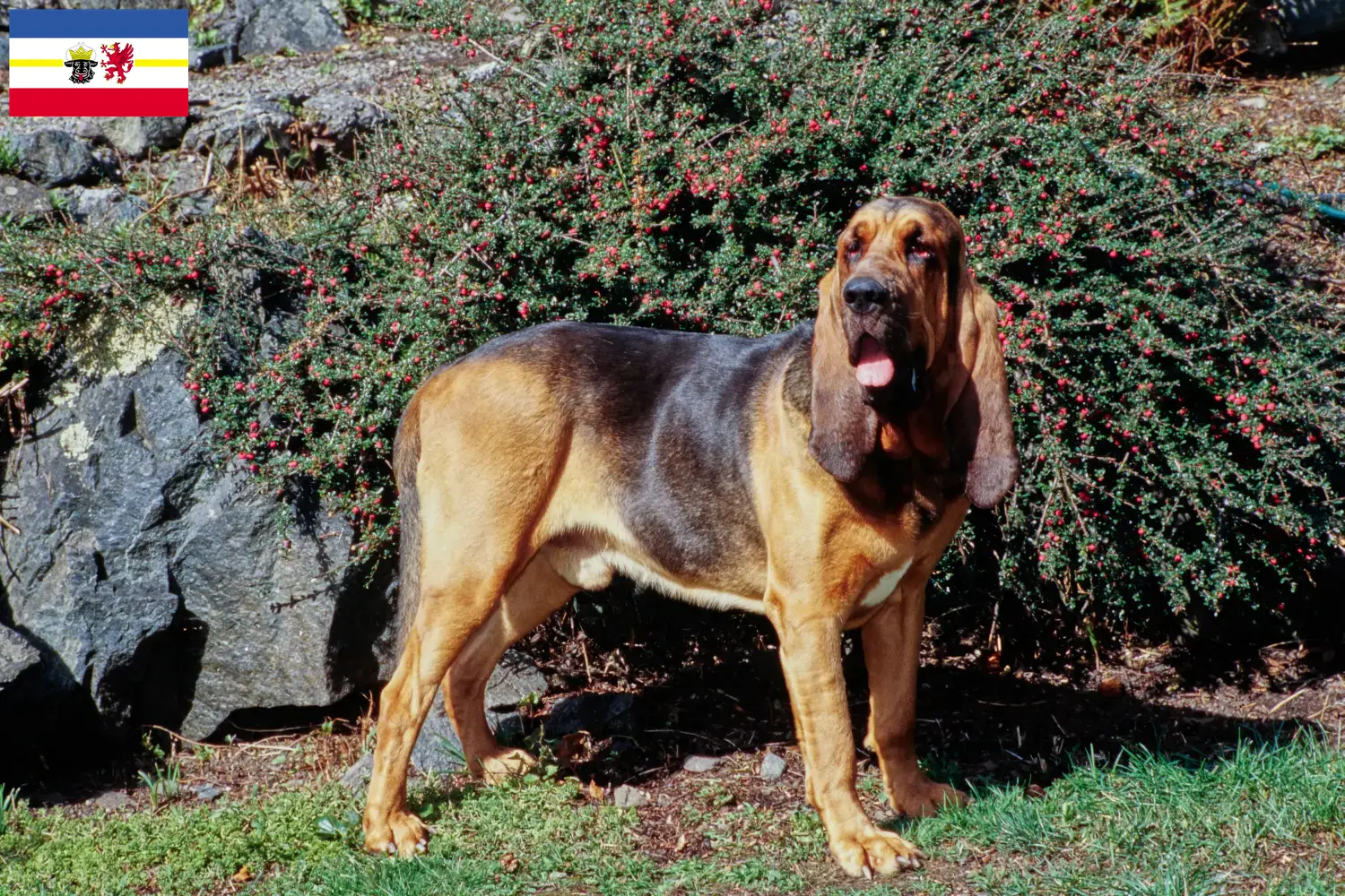 Lee más sobre el artículo Criadores de sabuesos y cachorros en Mecklemburgo-Pomerania Occidental