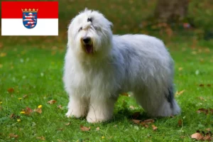 Lee más sobre el artículo Criadores de Bobtail y cachorros en Hessen