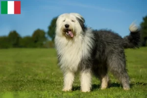 Lee más sobre el artículo Criadores y cachorros de Bobtail en Italia