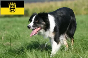 Lee más sobre el artículo Criadores de Border Collie y cachorros en Baden-Württemberg