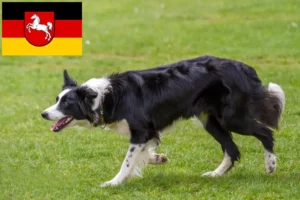 Lee más sobre el artículo Criadores de Border Collie y cachorros en Baja Sajonia